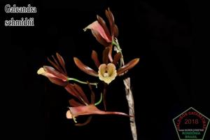 Galeandra schmidtii
