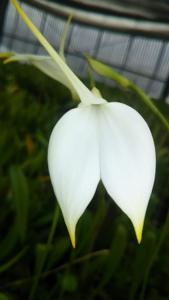 Masdevallia coccinea