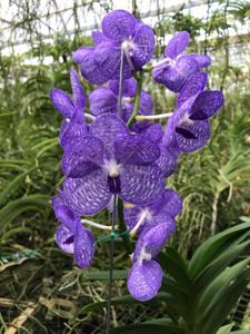 Vanda coerulea