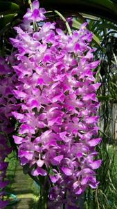 Aerides multiflora