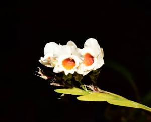 Lockhartia bennettii