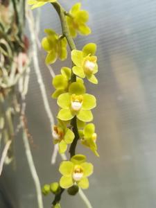 Chiloschista viridiflava