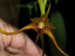 Bulbophyllum novaciae