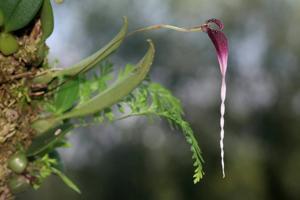 Bulbophyllum contortisepalum