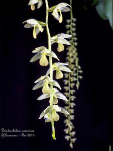 Coelogyne cobbiana