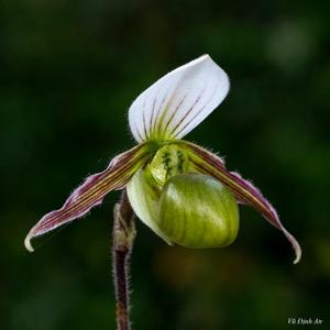 Paphiopedilum canhii