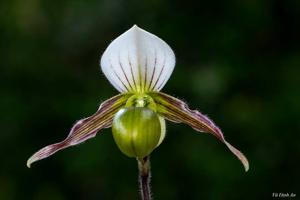 Paphiopedilum canhii