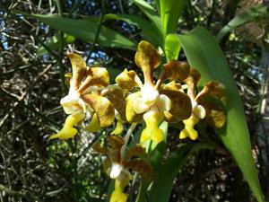 Vanda brunnea