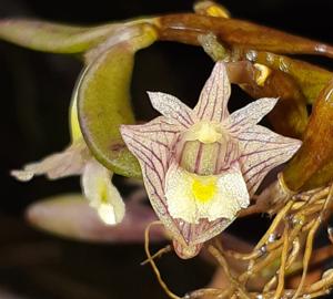 Dendrobium pachyphyllum