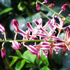 Acriopsis liliifolia var. liliifolia