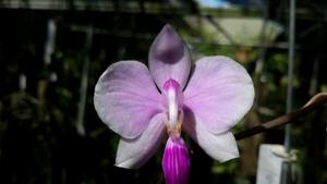 Phalaenopsis lowii