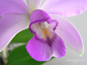 Cattleya violacea