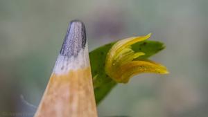 Pabstiella colorata