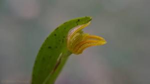 Pabstiella colorata