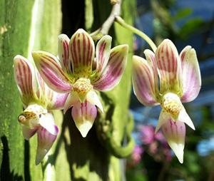 Phalaenopsis finleyi