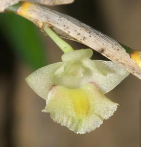 Dendrobium acinaciforme