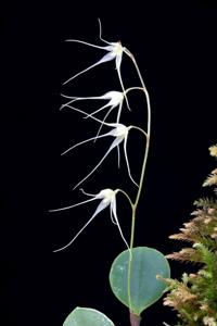 Opilionanthe manningii