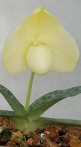 Paphiopedilum leucochilum