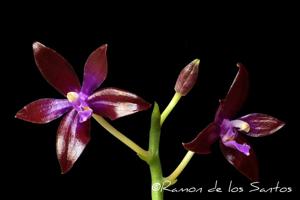 Phalaenopsis bastianii
