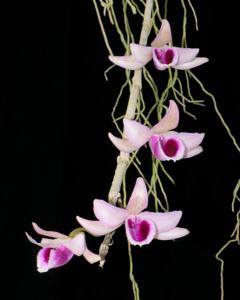 Dendrobium anosmum