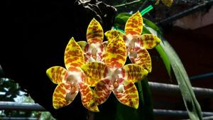 Phalaenopsis amboinensis