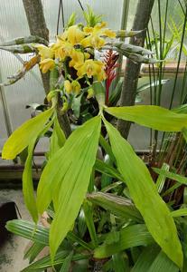 Chysis aurea