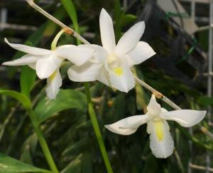 Dendrobium crumenatum