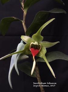 Dendrobium tobaense
