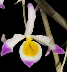 Dendrobium crystallinum