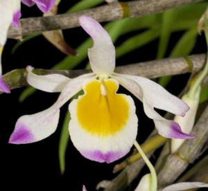 Dendrobium crystallinum