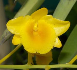 Dendrobium chrysotoxum