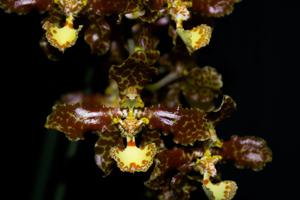 Trichocentrum stacyi