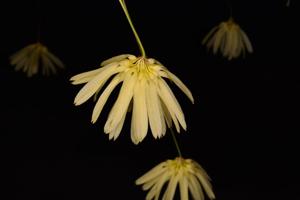 Bulbophyllum purpurascens