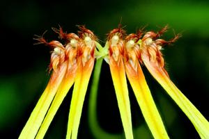 Bulbophyllum hirundinis