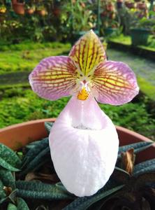 Paphiopedilum micranthum