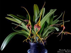 Masdevallia colossus