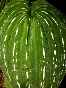 Monophyllorchis microstyloides