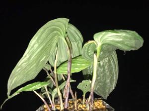 Monophyllorchis microstyloides