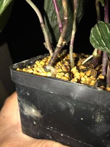 Monophyllorchis microstyloides