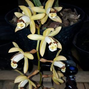 Coelogyne tomentosa