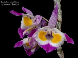 Dendrobium crystallinum