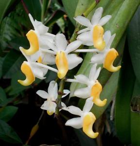 Aerides odorata