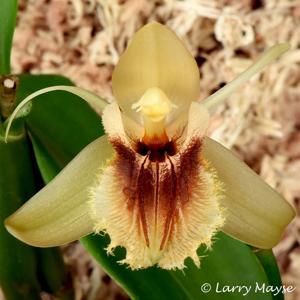 Coelogyne fimbriata