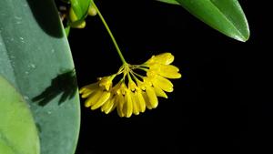 Bulbophyllum retusiusculum