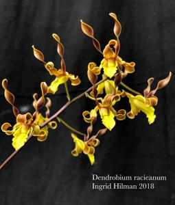 Dendrobium racieanum