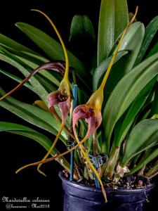 Masdevallia colossus