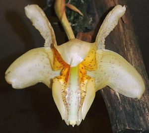 Stanhopea saccata