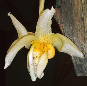 Stanhopea saccata