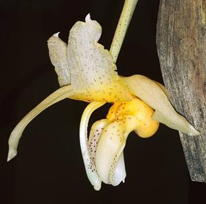 Stanhopea saccata