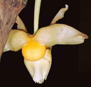 Stanhopea saccata